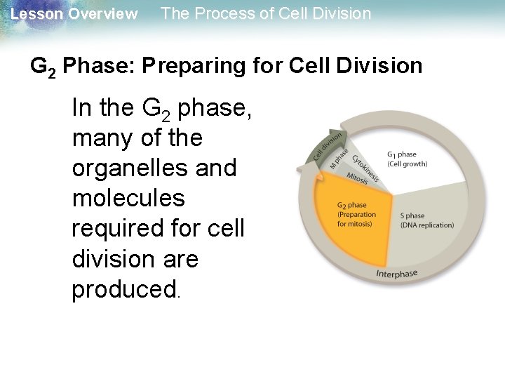 Lesson Overview The Process of Cell Division G 2 Phase: Preparing for Cell Division