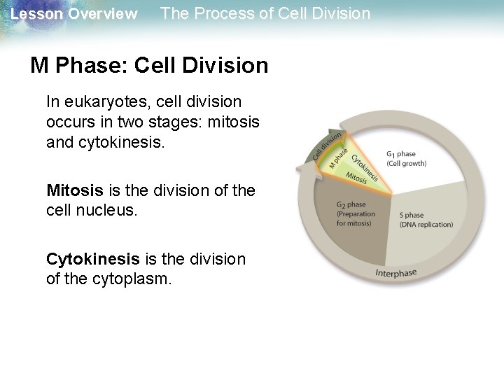 Lesson Overview The Process of Cell Division M Phase: Cell Division In eukaryotes, cell