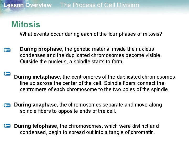 Lesson Overview The Process of Cell Division Mitosis What events occur during each of