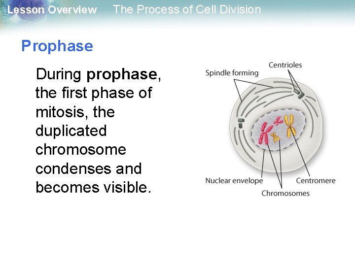 Lesson Overview The Process of Cell Division Prophase During prophase, the first phase of
