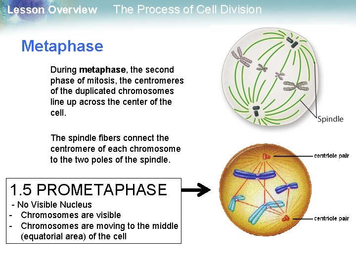 Lesson Overview The Process of Cell Division Metaphase During metaphase, the second phase of