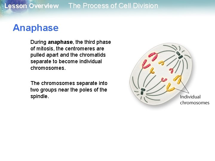 Lesson Overview The Process of Cell Division Anaphase During anaphase, the third phase of