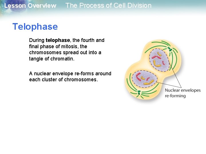 Lesson Overview The Process of Cell Division Telophase During telophase, the fourth and final