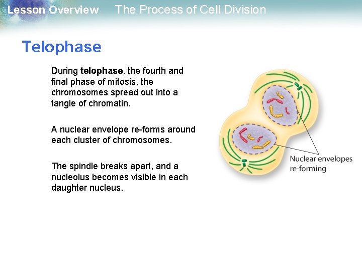 Lesson Overview The Process of Cell Division Telophase During telophase, the fourth and final