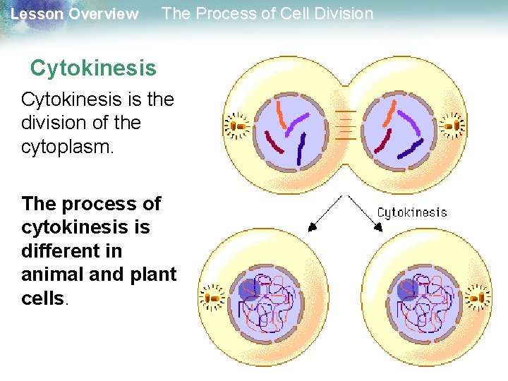 Lesson Overview The Process of Cell Division Cytokinesis is the division of the cytoplasm.