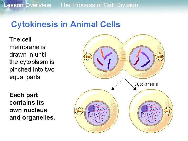 Lesson Overview The Process of Cell Division Cytokinesis in Animal Cells The cell membrane