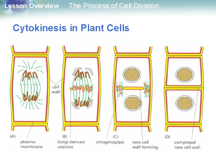 Lesson Overview The Process of Cell Division Cytokinesis in Plant Cells 