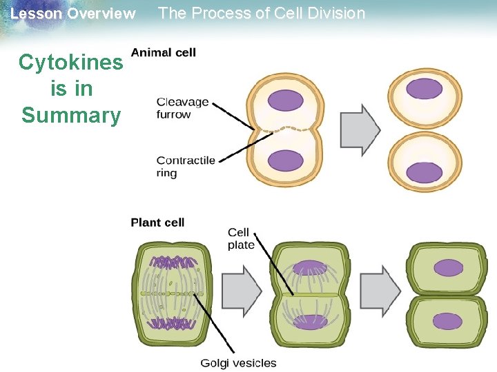 Lesson Overview Cytokines is in Summary The Process of Cell Division 
