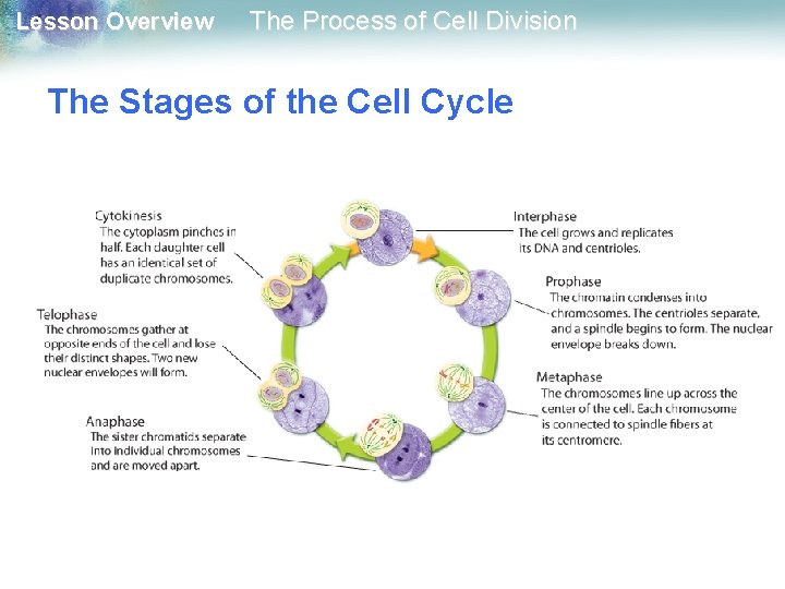 Lesson Overview The Process of Cell Division The Stages of the Cell Cycle 