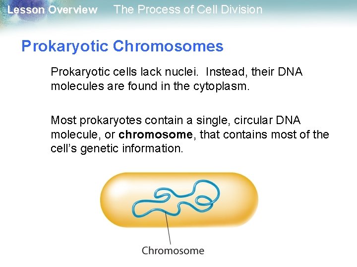 Lesson Overview The Process of Cell Division Prokaryotic Chromosomes Prokaryotic cells lack nuclei. Instead,