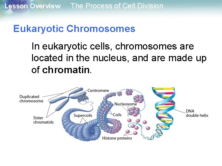 Lesson Overview The Process of Cell Division Eukaryotic Chromosomes In eukaryotic cells, chromosomes are