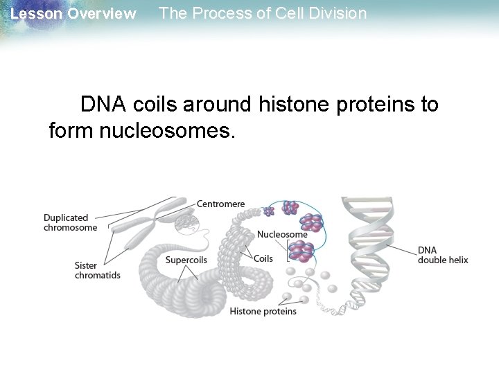 Lesson Overview The Process of Cell Division DNA coils around histone proteins to form