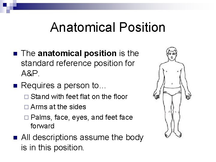 Anatomical Position n n The anatomical position is the standard reference position for A&P.