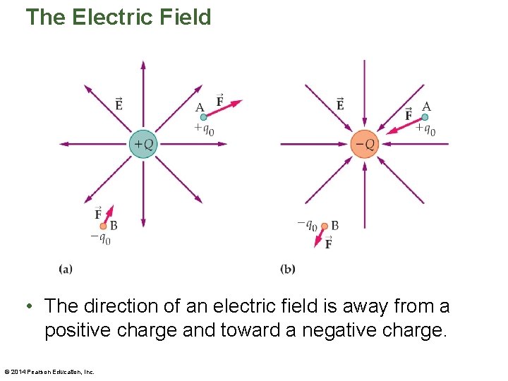 The Electric Field • The direction of an electric field is away from a