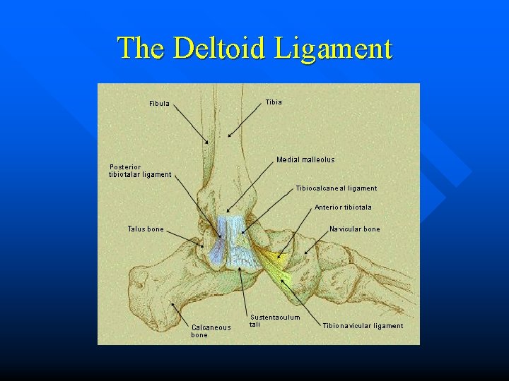 The Deltoid Ligament n 