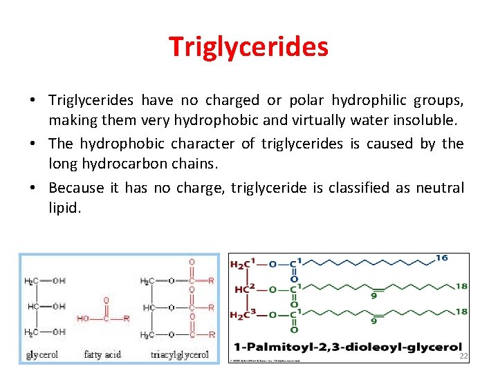 Triglycerides • Triglycerides have no charged or polar hydrophilic groups, making them very hydrophobic
