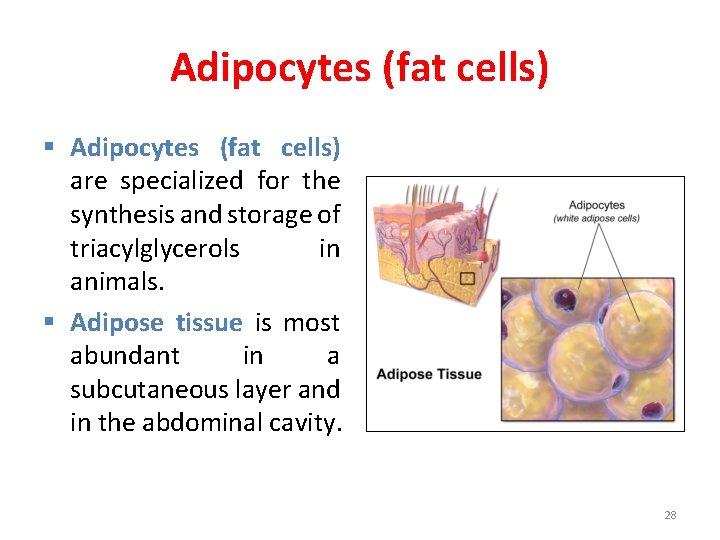 Adipocytes (fat cells) § Adipocytes (fat cells) are specialized for the synthesis and storage