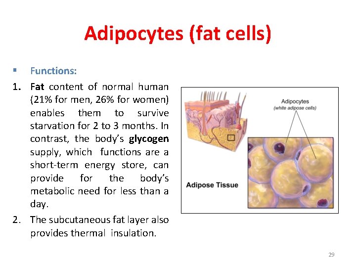 Adipocytes (fat cells) § Functions: 1. Fat content of normal human (21% for men,