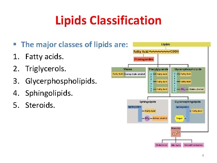 Lipids Classification § The major classes of lipids are: 1. Fatty acids. 2. Triglycerols.