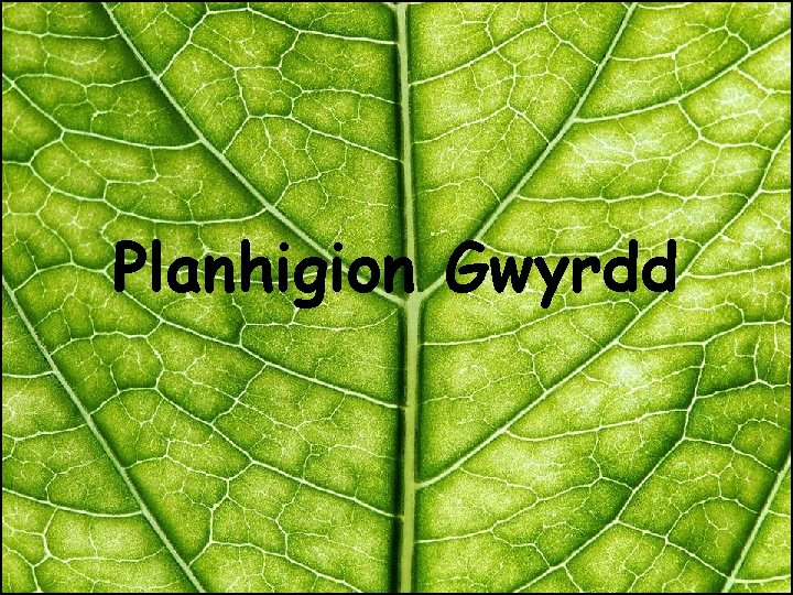 Planhigion Gwyrdd 