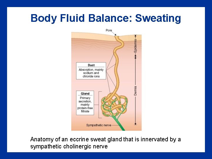 Body Fluid Balance: Sweating Anatomy of an eccrine sweat gland that is innervated by Body Fluid Balance: Sweating Anatomy of an eccrine sweat gland that is innervated by