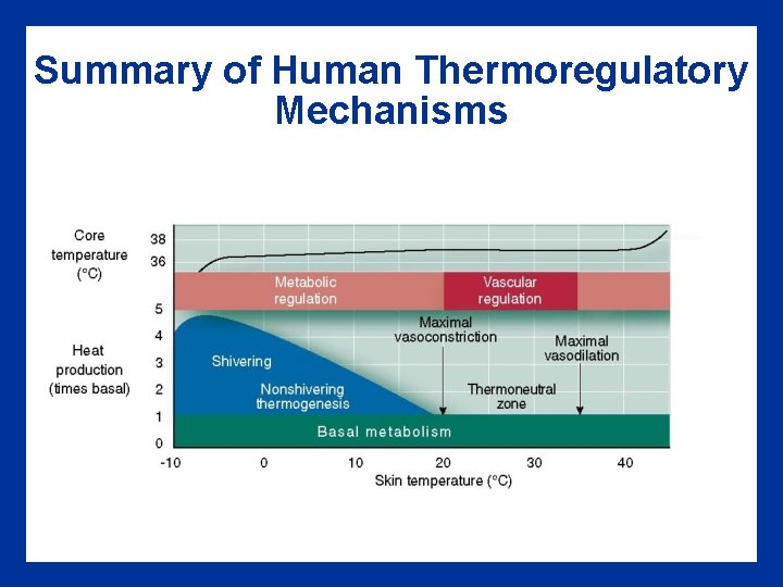 Summary of Human Thermoregulatory Mechanisms Summary of Human Thermoregulatory Mechanisms