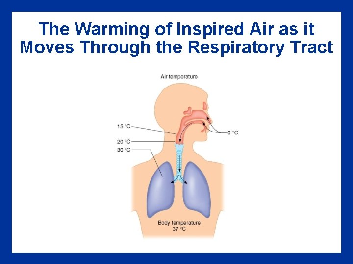 The Warming of Inspired Air as it Moves Through the Respiratory Tract The Warming of Inspired Air as it Moves Through the Respiratory Tract
