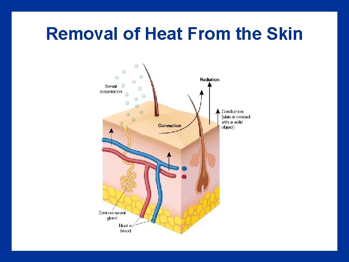 Removal of Heat From the Skin Removal of Heat From the Skin