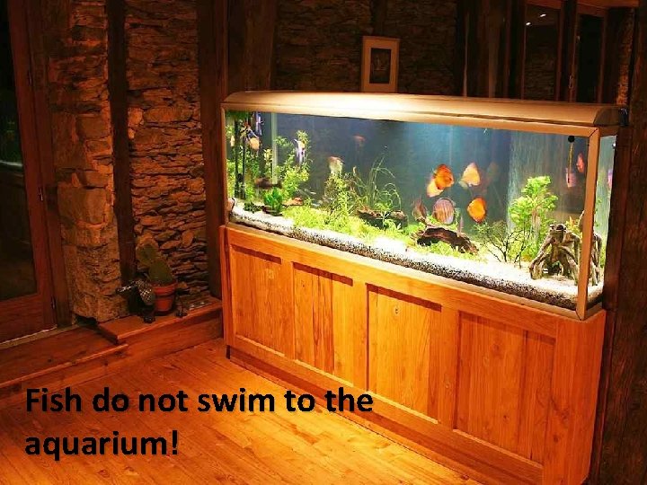 Fish do not swim to the aquarium! 