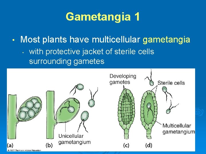 Gametangia 1 • Most plants have multicellular gametangia • with protective jacket of sterile