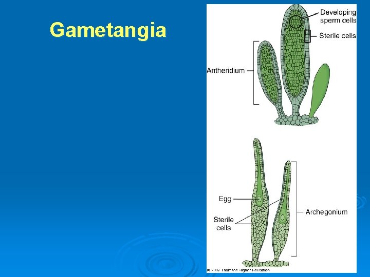 Gametangia 