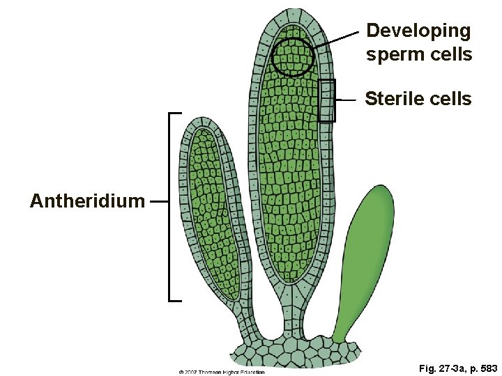 Developing sperm cells Sterile cells Antheridium Fig. 27 -3 a, p. 583 