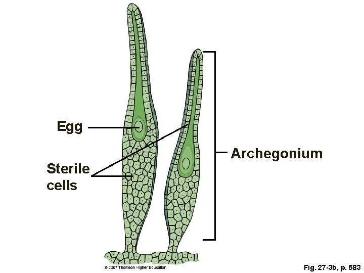 Egg Sterile cells Archegonium Fig. 27 -3 b, p. 583 