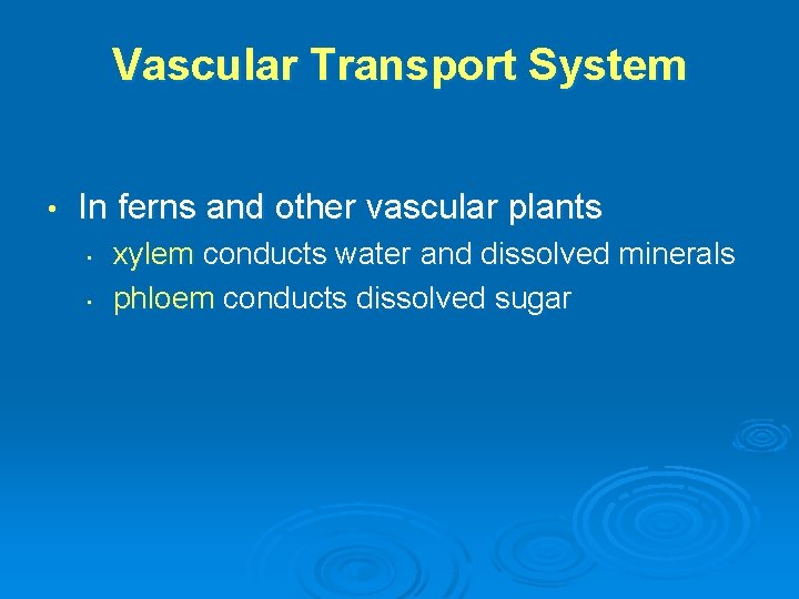 Vascular Transport System • In ferns and other vascular plants • • xylem conducts