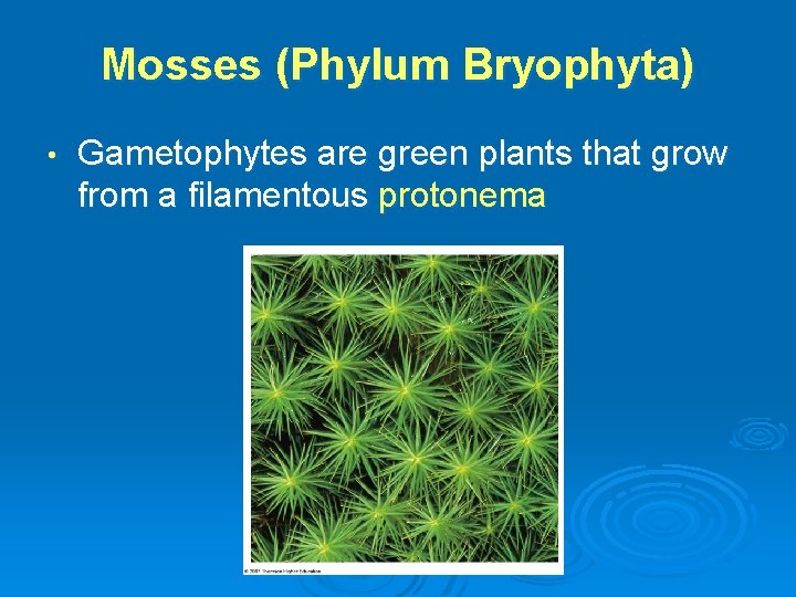 Mosses (Phylum Bryophyta) • Gametophytes are green plants that grow from a filamentous protonema