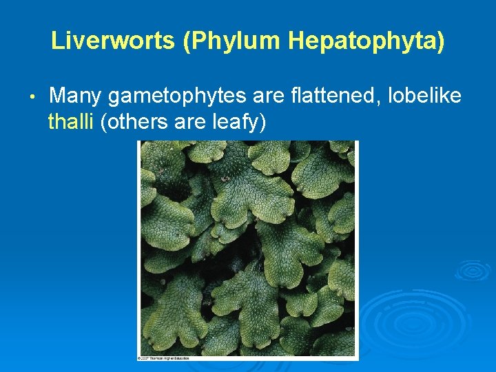 Liverworts (Phylum Hepatophyta) • Many gametophytes are flattened, lobelike thalli (others are leafy) 