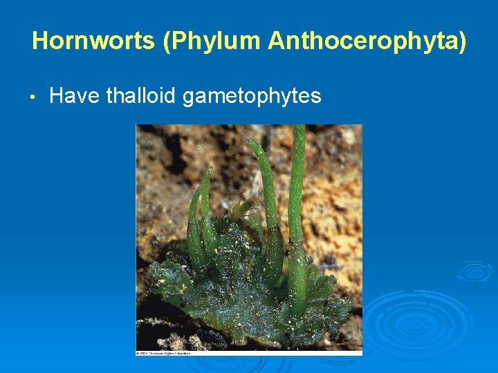 Hornworts (Phylum Anthocerophyta) • Have thalloid gametophytes 
