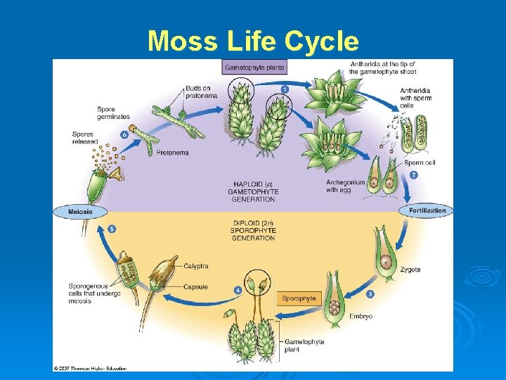 Moss Life Cycle 