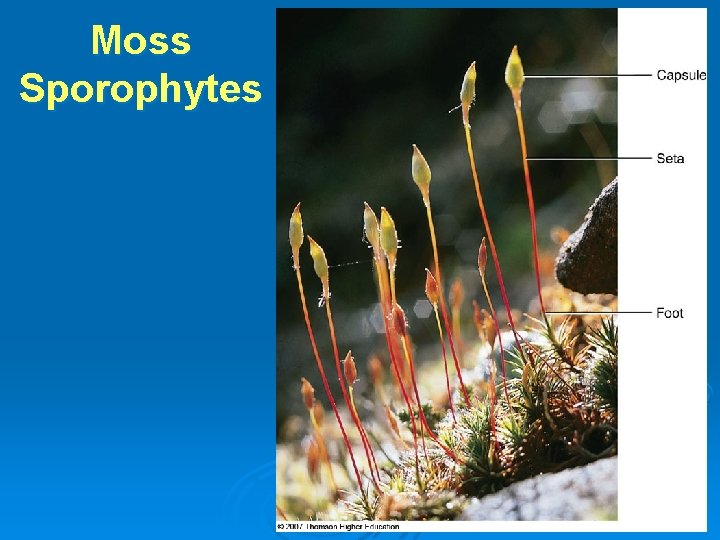 Moss Sporophytes 