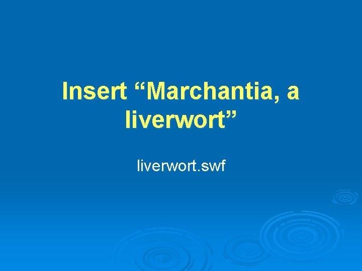 Insert “Marchantia, a liverwort” liverwort. swf 