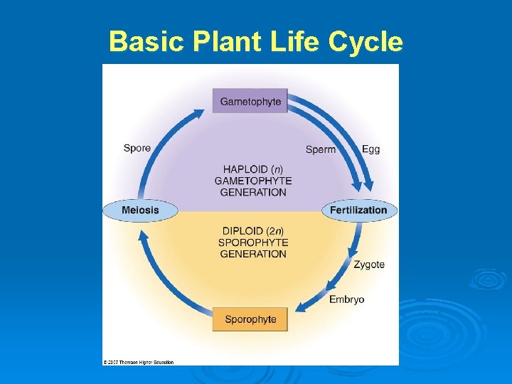 Basic Plant Life Cycle 