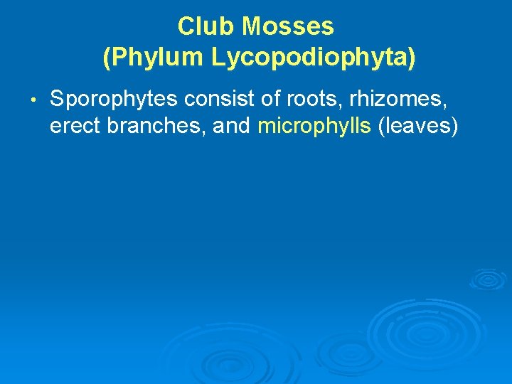 Club Mosses (Phylum Lycopodiophyta) • Sporophytes consist of roots, rhizomes, erect branches, and microphylls