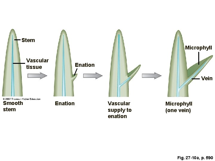 Stem Microphyll Vascular tissue Enation Vein Smooth stem Enation Vascular supply to enation Microphyll