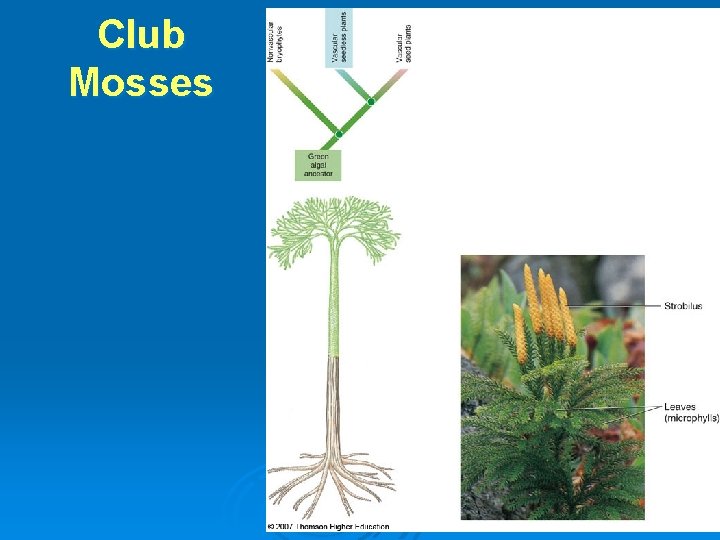 Club Mosses 