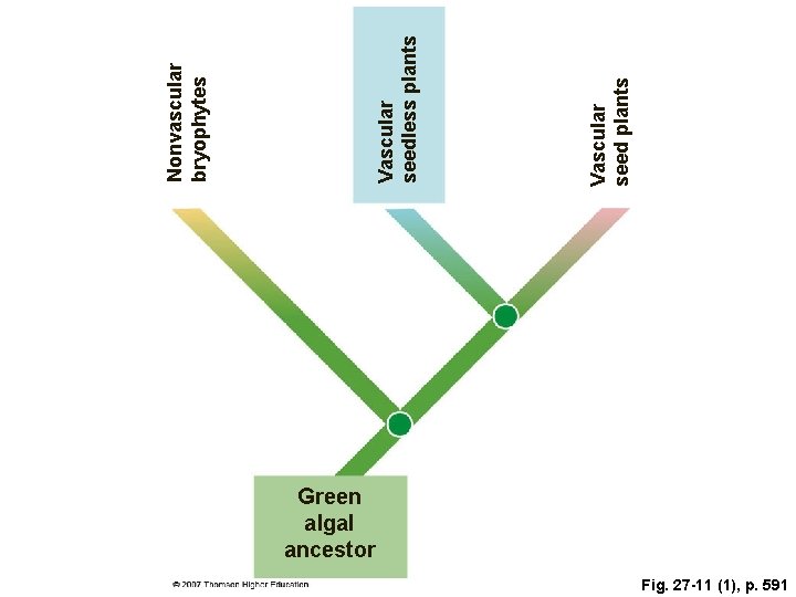 Green algal ancestor Fig. 27 -11 (1), p. 591 Vascular seed plants Vascular seedless