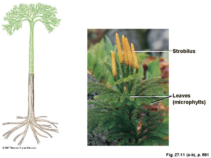 Strobilus Leaves (microphylls) Fig. 27 -11 (a-b), p. 591 