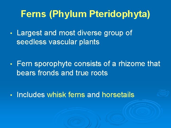 Ferns (Phylum Pteridophyta) • Largest and most diverse group of seedless vascular plants •