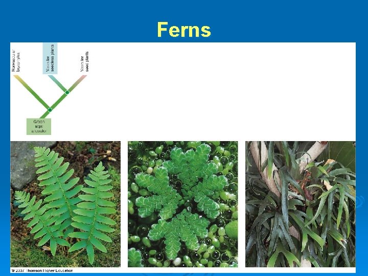 Ferns 