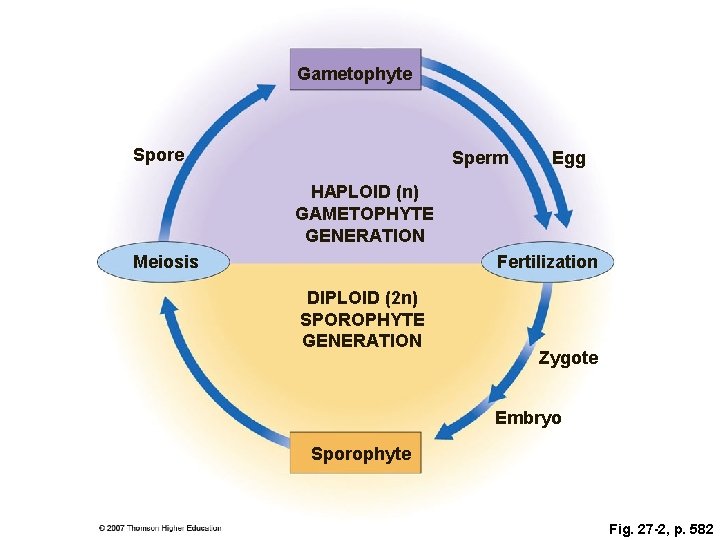 Gametophyte Spore Sperm Egg HAPLOID (n) GAMETOPHYTE GENERATION Meiosis Fertilization DIPLOID (2 n) SPOROPHYTE