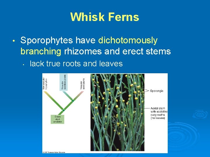 Whisk Ferns • Sporophytes have dichotomously branching rhizomes and erect stems • lack true